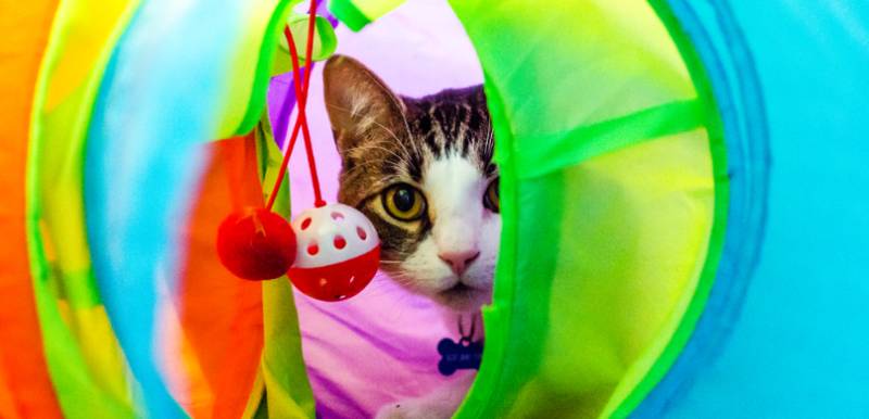Feline DIY Enrichment