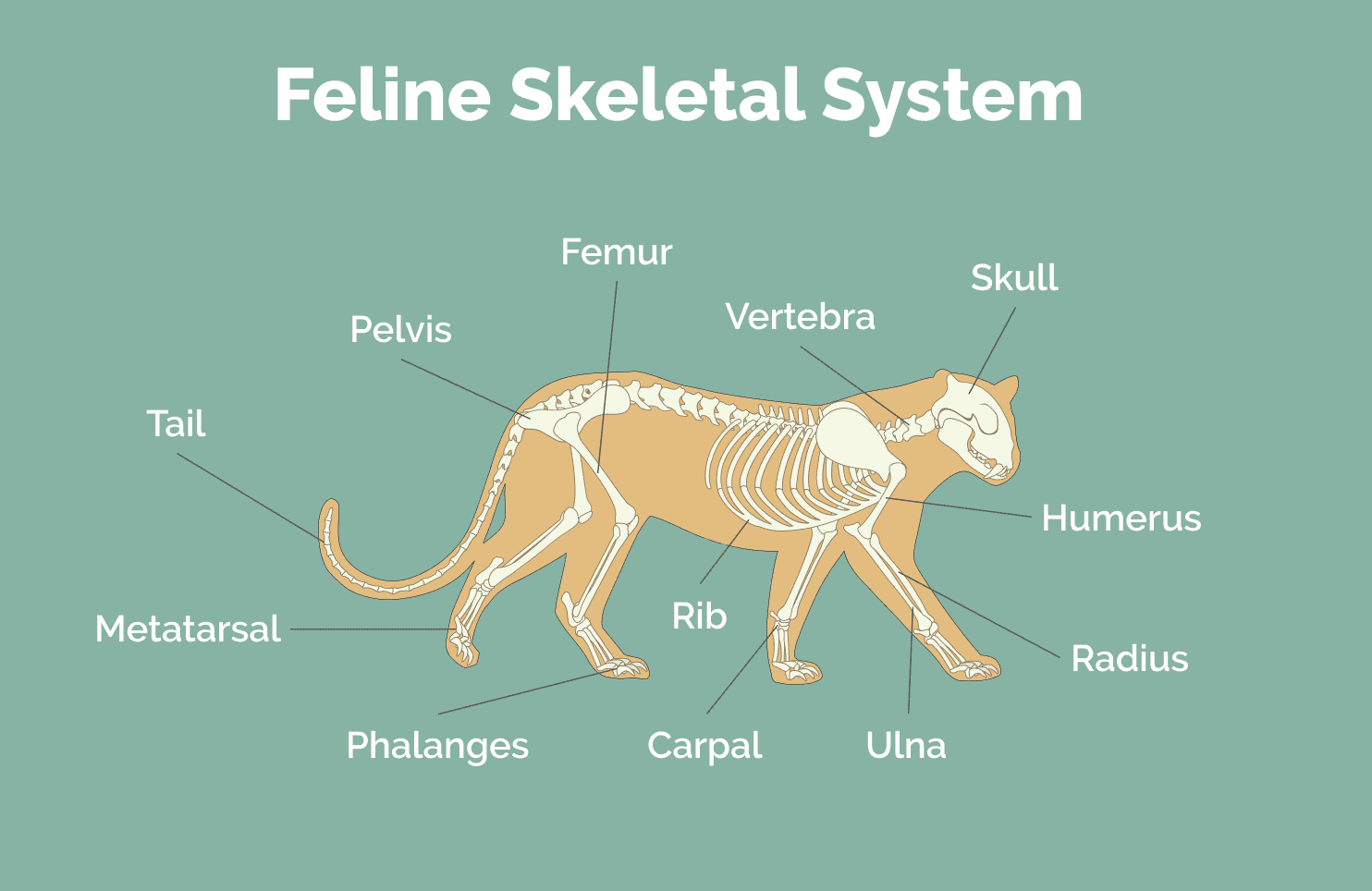 Feline_skeletal_system (1)