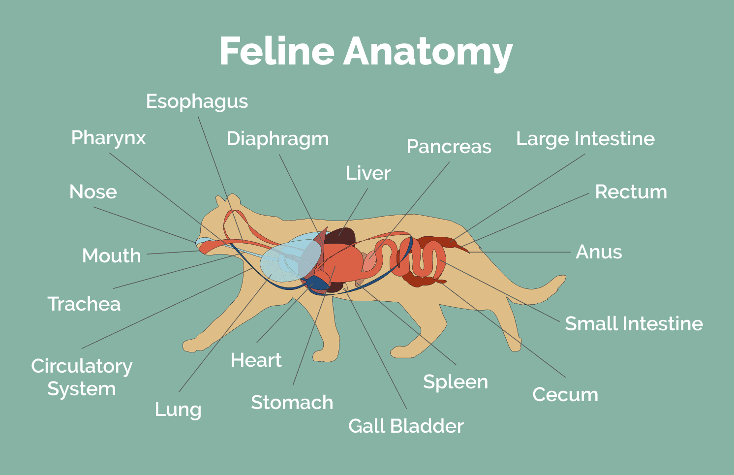 Feline_anatomy
