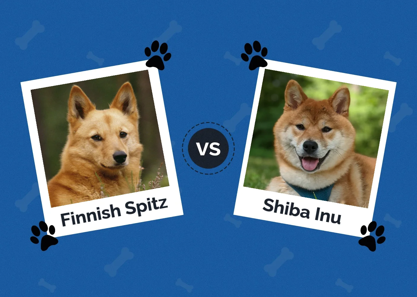 Finnish Spitz vs Shiba Inu - Featured Image