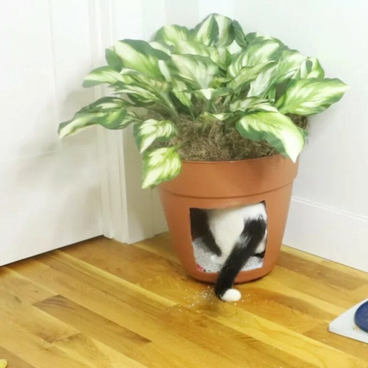 16 DIY Litter Box Enclosures You Can Build Today (with Pictures) Hepper