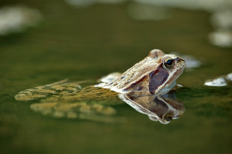 Frog in water