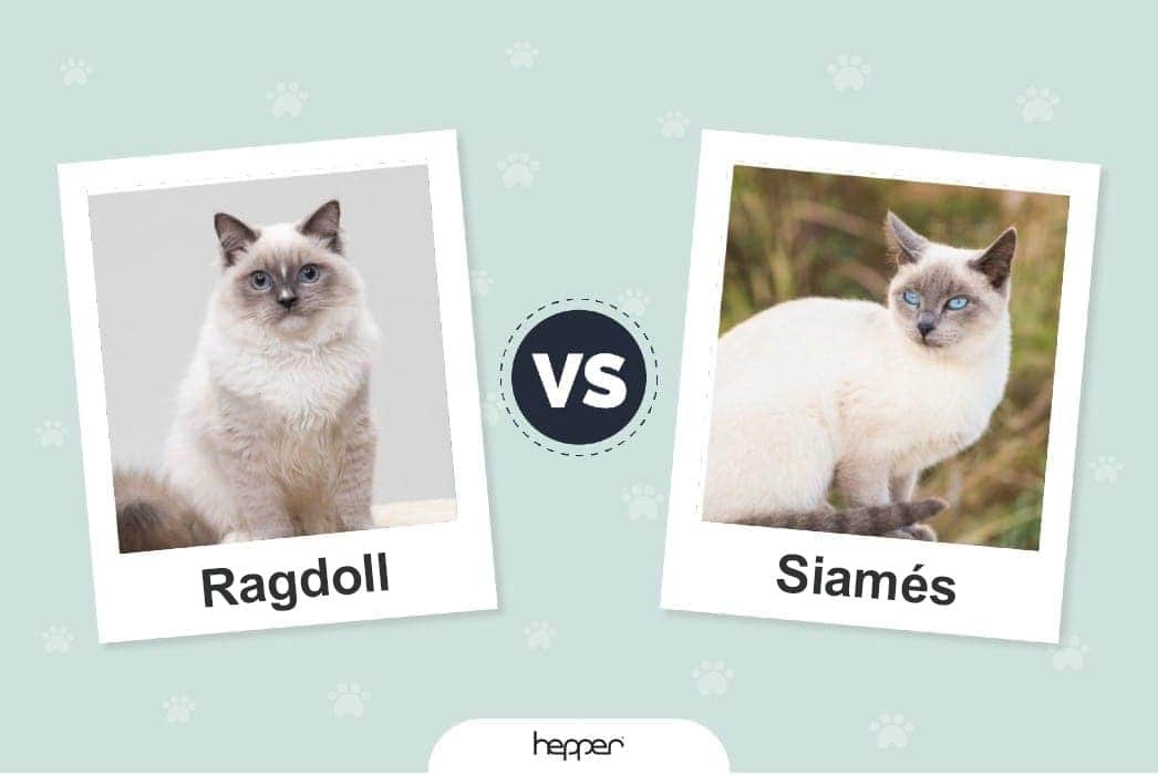 Gatos ragdoll vs. siameses