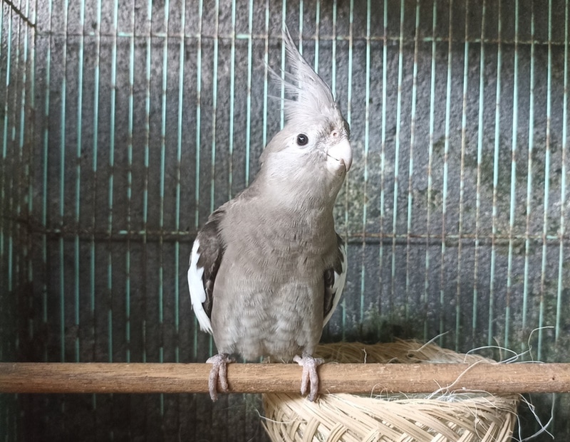 Grey cockatiel perching