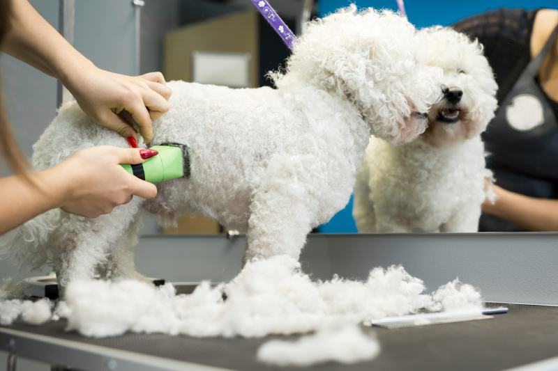 Groomer trimming a Bichon Frise dog