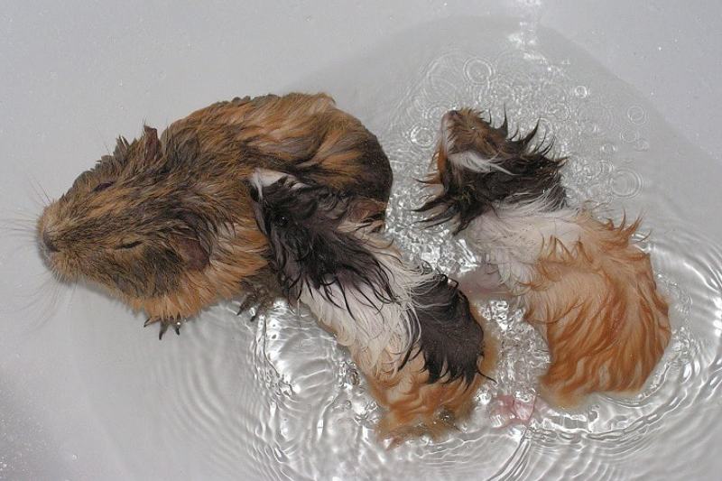 Guinea pig taking a warm bath