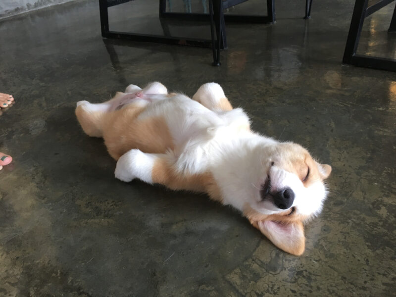 Happy Sleep puppy corgi dog