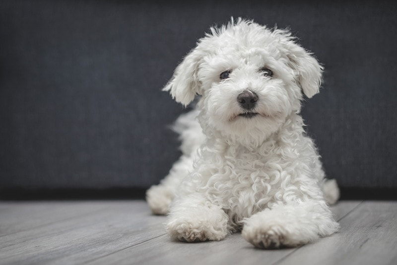 Happy purebred Bichon frise dog laying on the floor