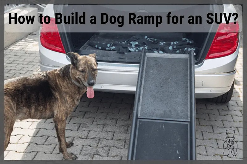 HOW TO BUILD A DOG RAMP