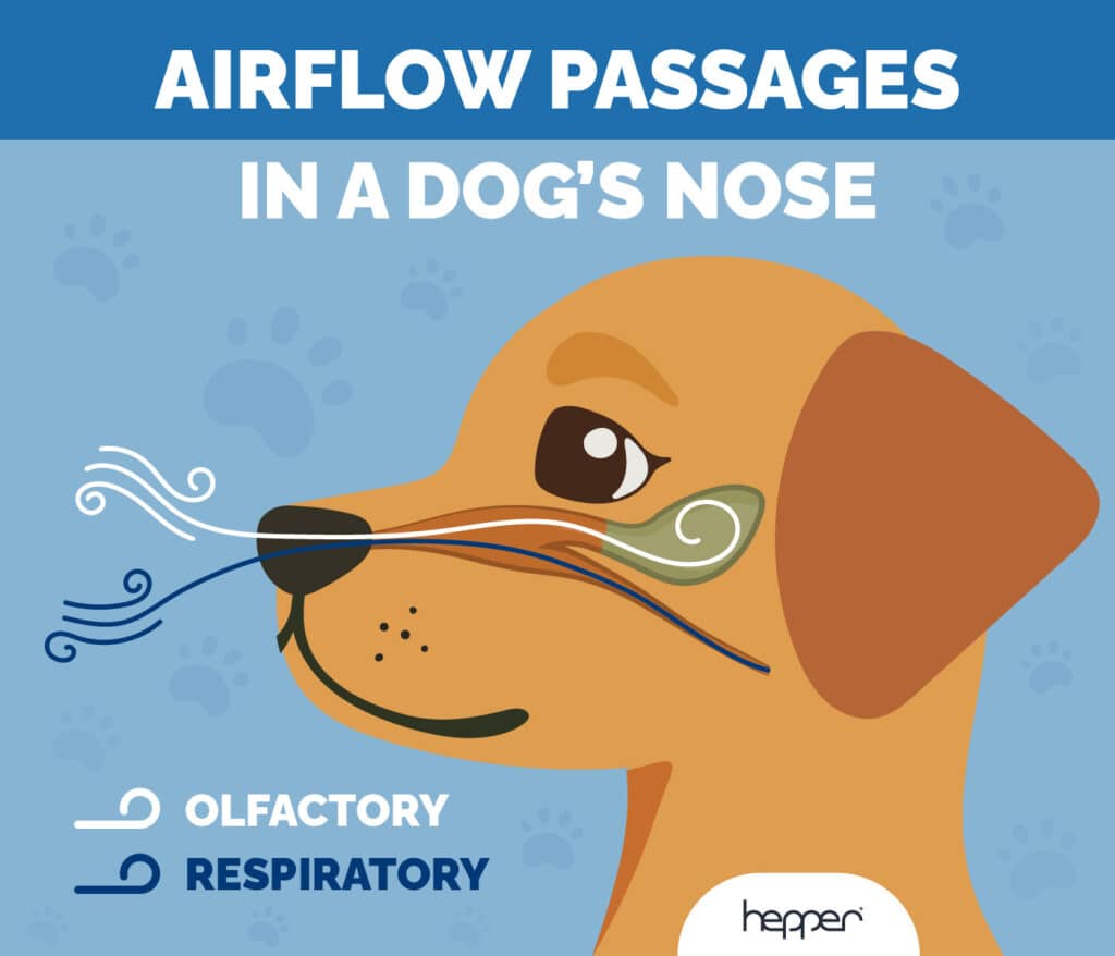 Can Dogs Smell Sickness in Humans? What Science Says Hepper