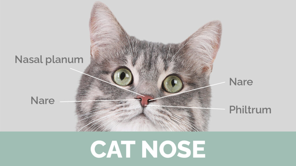 cat nose and scent gland