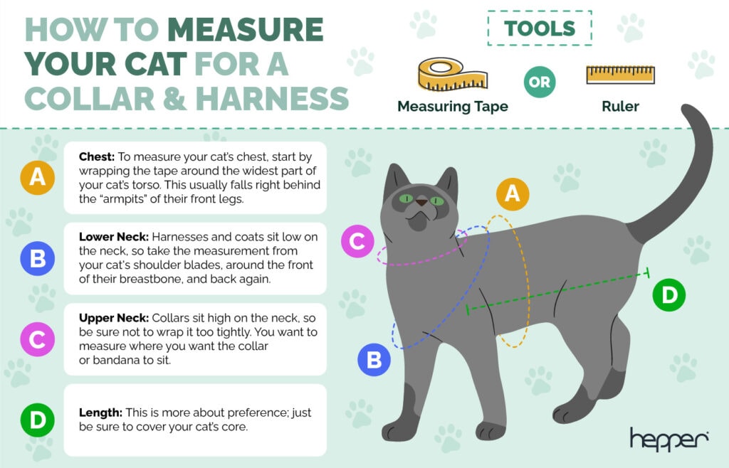How to Measure Your Cat for a Harness VetApproved Tips & Tricks Hepper
