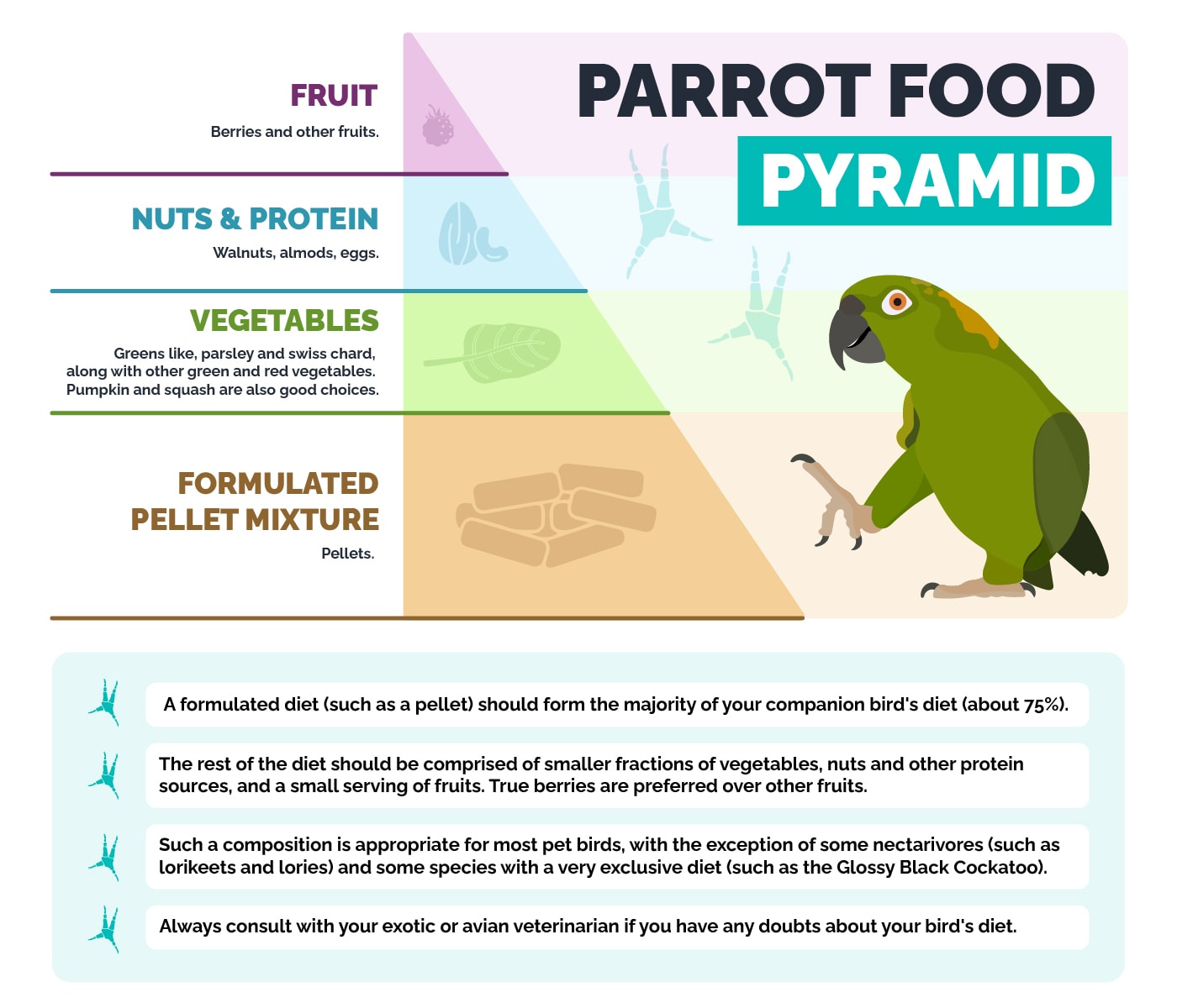 Parrot food pyramid infographic