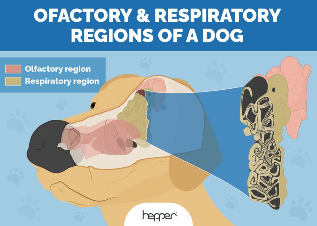 Can Dogs Smell Sickness in Humans? What Science Says Hepper
