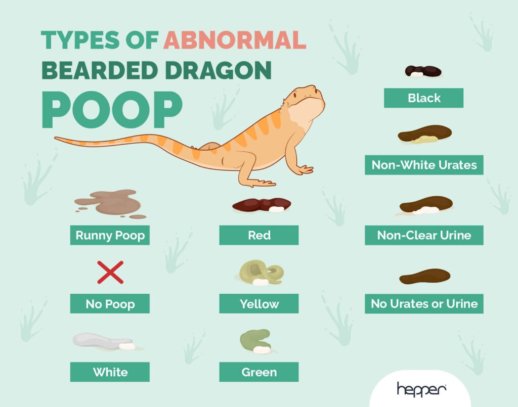 What Does Bearded Dragon Poop Look Like? VetApproved Facts Hepper