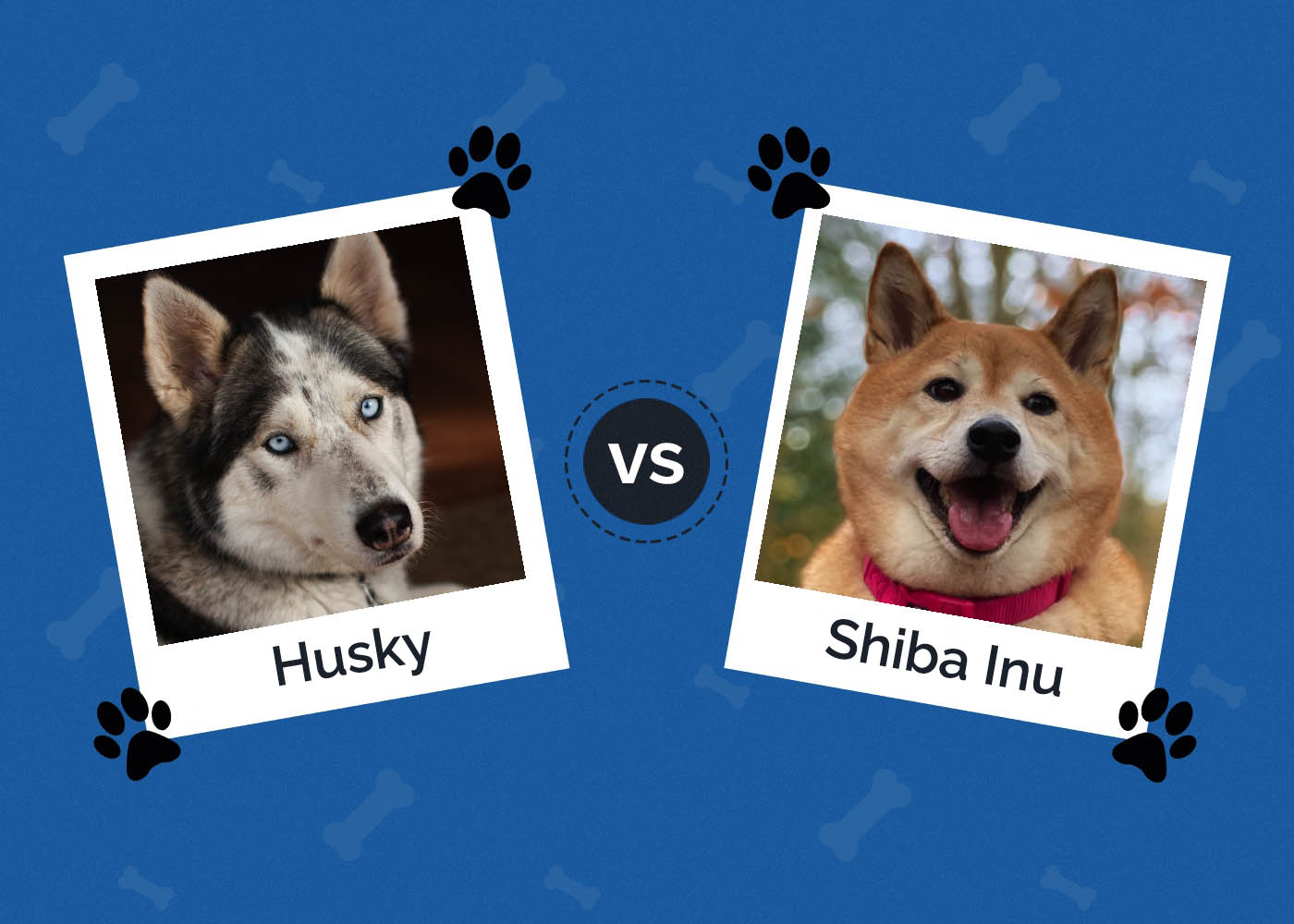 Husky vs Shiba Inu