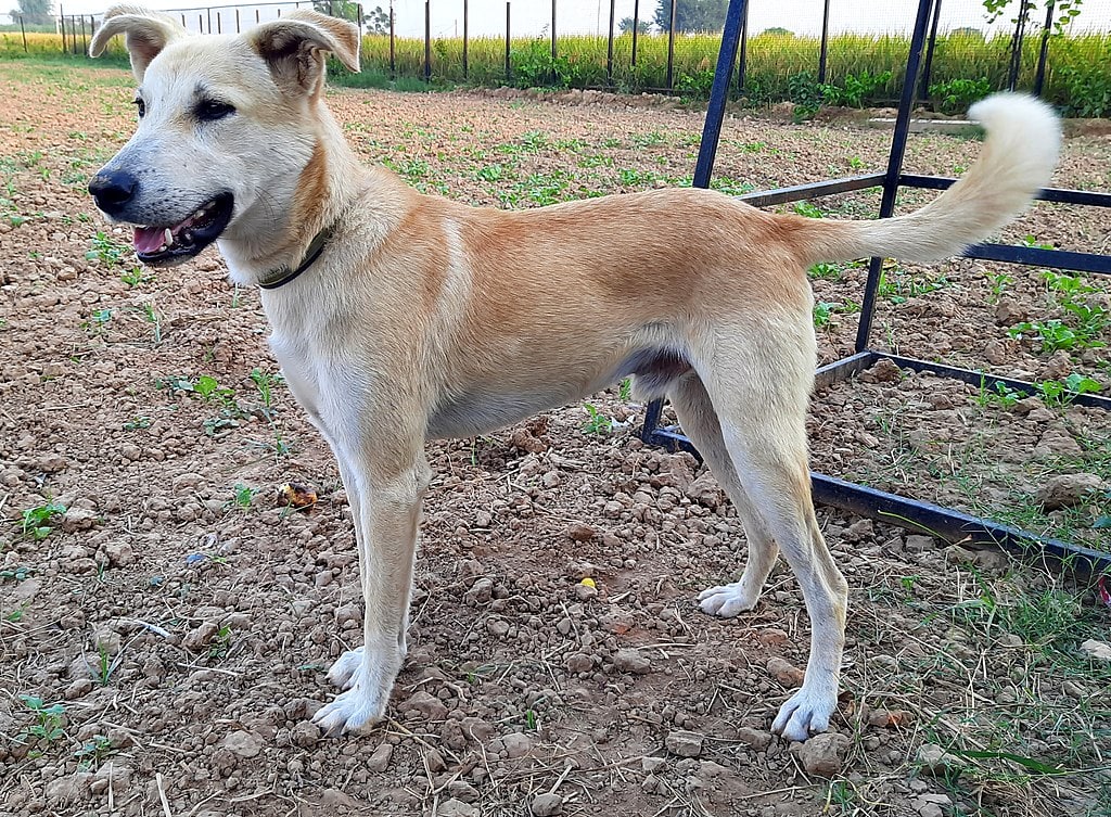 Indian pariah dog facts 2025