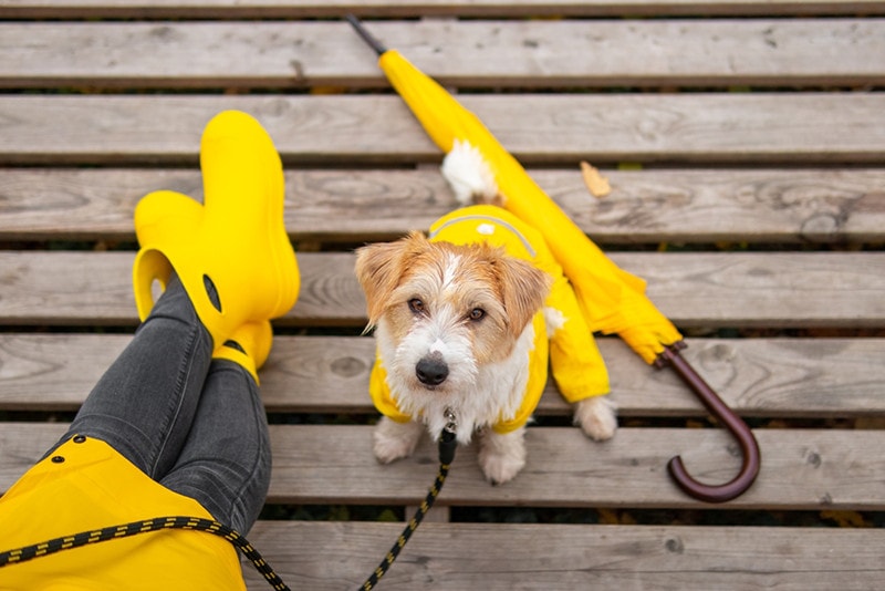 Jack Russell Terrier puppy in a yellow raincoat sits dog rain