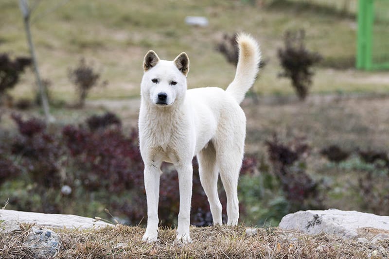 korean jindo dog outdoor