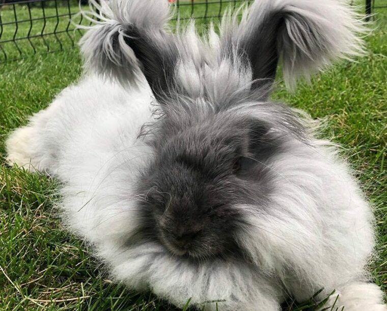 14 Long Haired Rabbit Breeds (With Info Pictures) Hepper