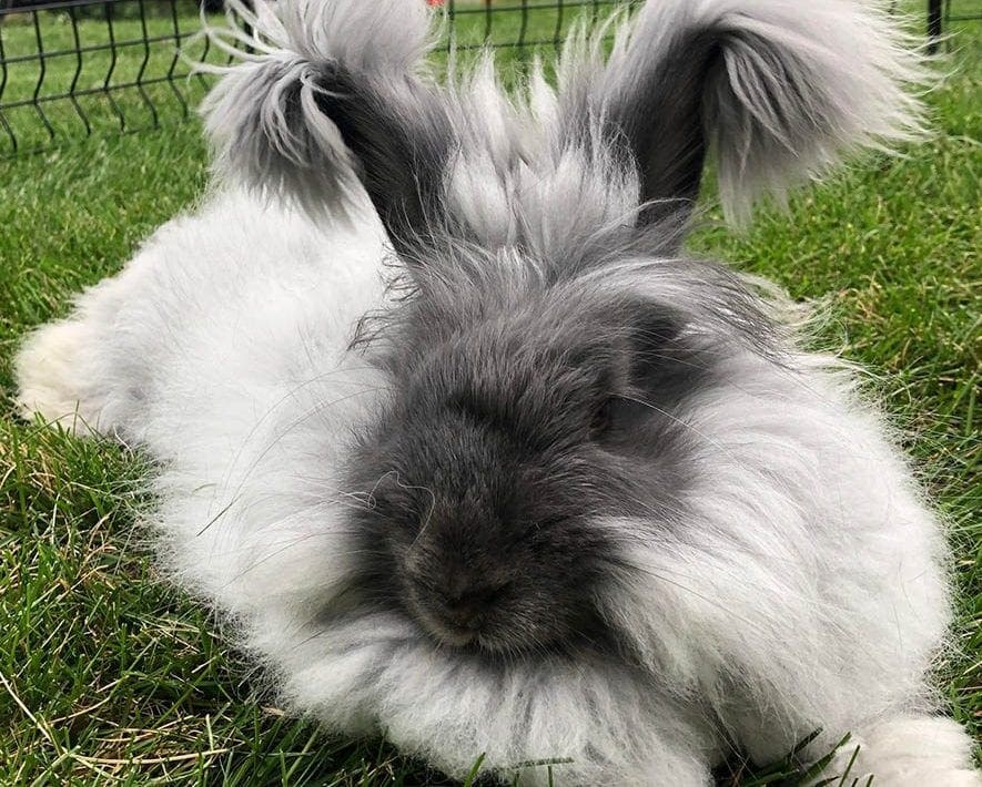 german angora rabbit lying on grass