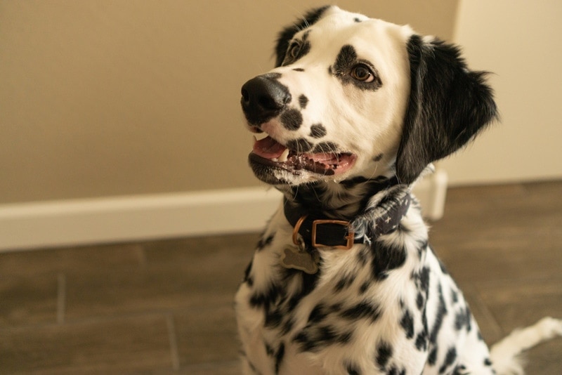 Long-haired Dalmatian sitting on the floor