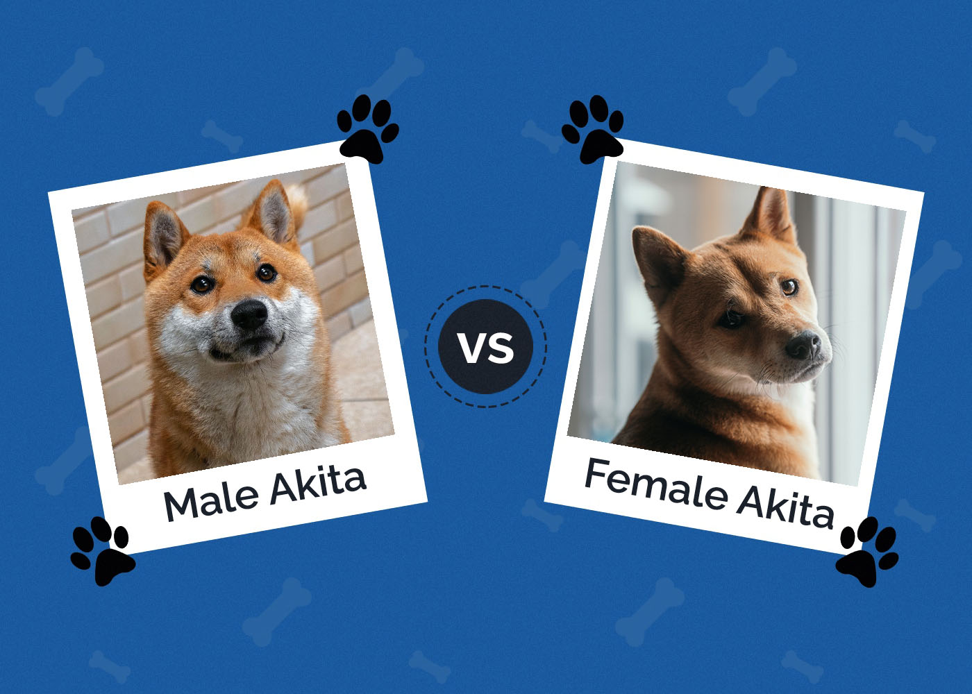 Male vs Female Akita Inu Dog