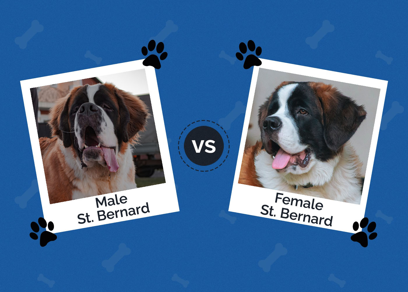 Male vs Female Saint Bernard Dog