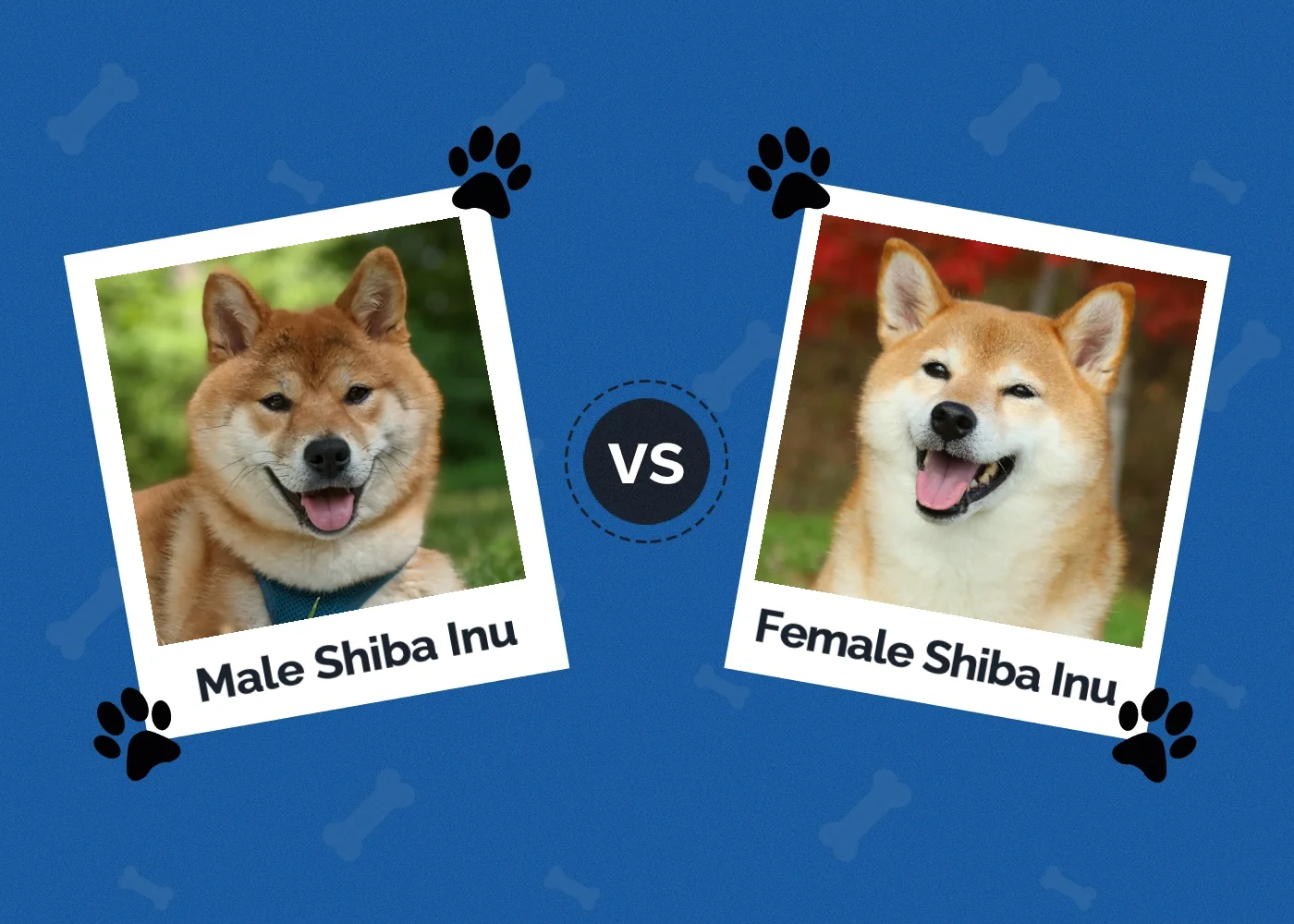 Male vs Female Shiba Inu - Featured Image