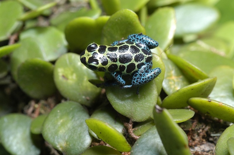Mimic poison frog