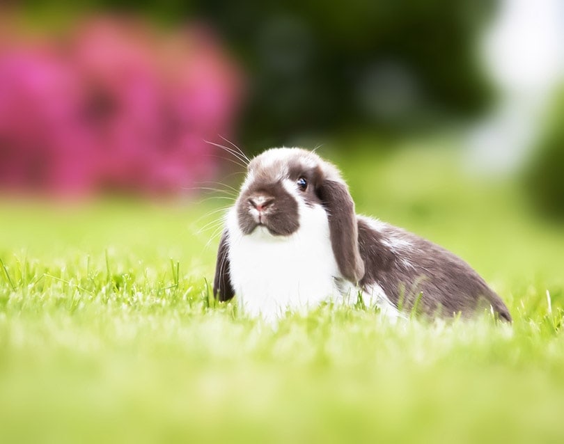 How Much Do Mini Lop Rabbits Cost? 2024 Price Update Hepper