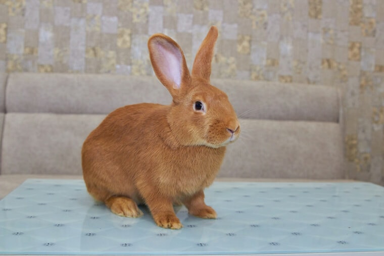 New Zealand Rabbit Breed Info, Pictures, Temperament & Traits Hepper