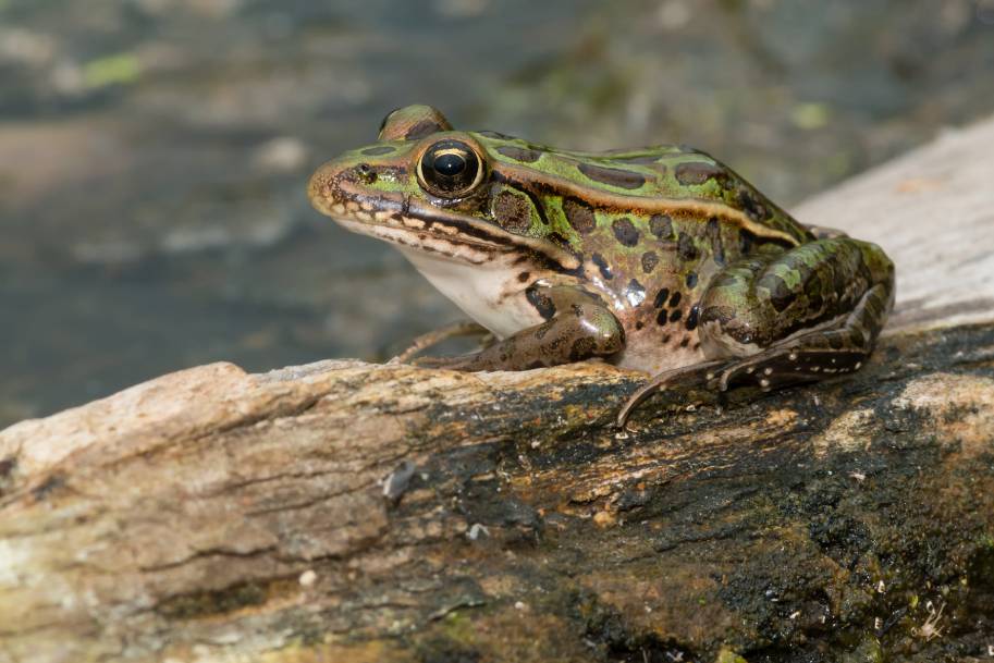 Northern Leopard Frog side view