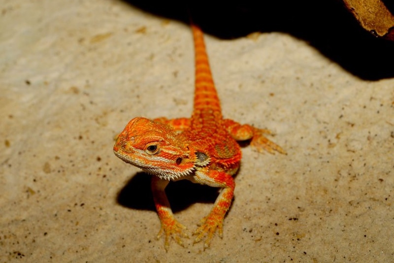 Orange bearded dragon in the sand