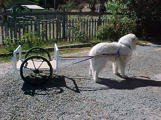 How to build a dog cart 