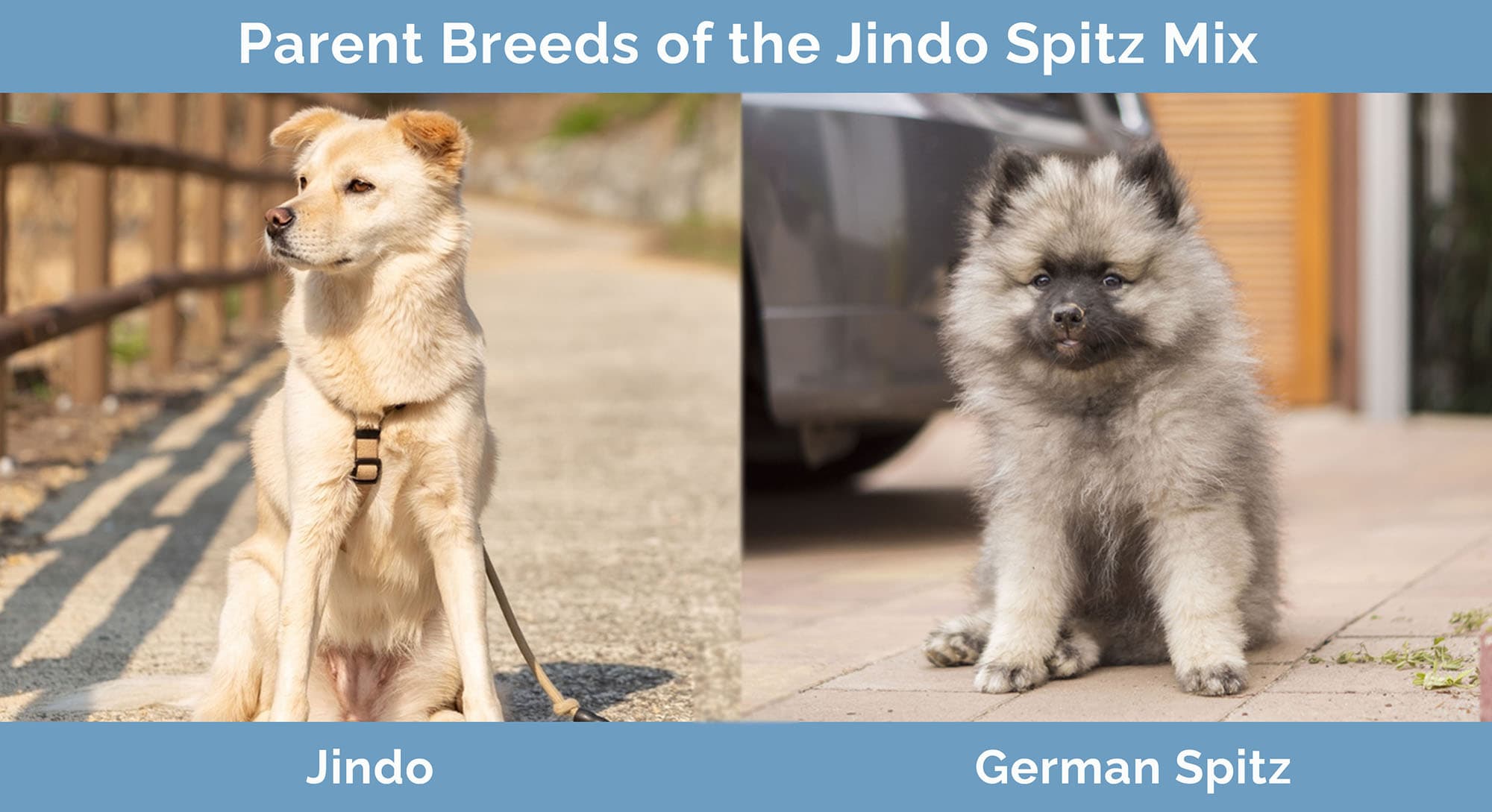 Jindo Spitz Mix: Pictures, Care Guide, Temperament & Traits | Hepper