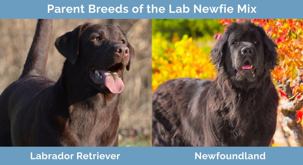 Lab Newfie Mix Pictures Info Care Guide More Hepper