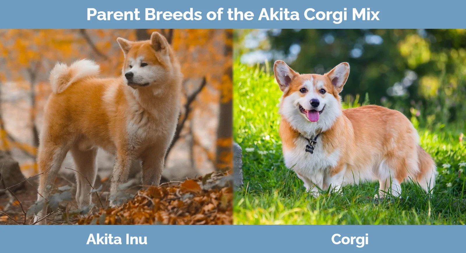 Shepherd akita corgi store mix