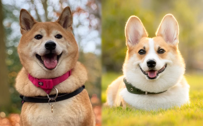 Parent breeds of Akita Corgi Mix - Featured Image