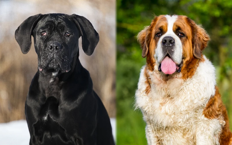 Parent breeds of Cane Corso Saint Bernard Mix - Featured Image