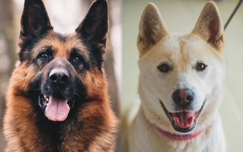 Parent breeds of German Shepherd Jindo Mix - Featured Image