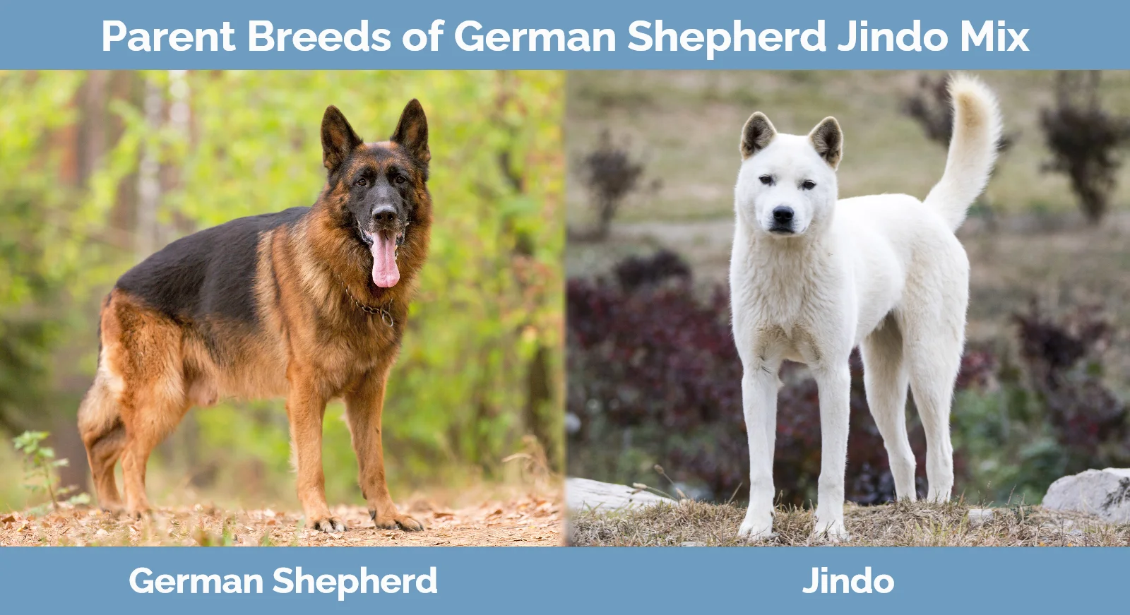 Parent breeds of German Shepherd Jindo Mix