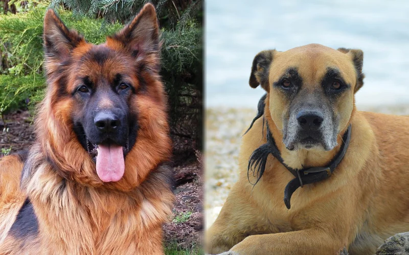 Parent breeds of German Shepherd X Black Mouth Cur - Featured Image