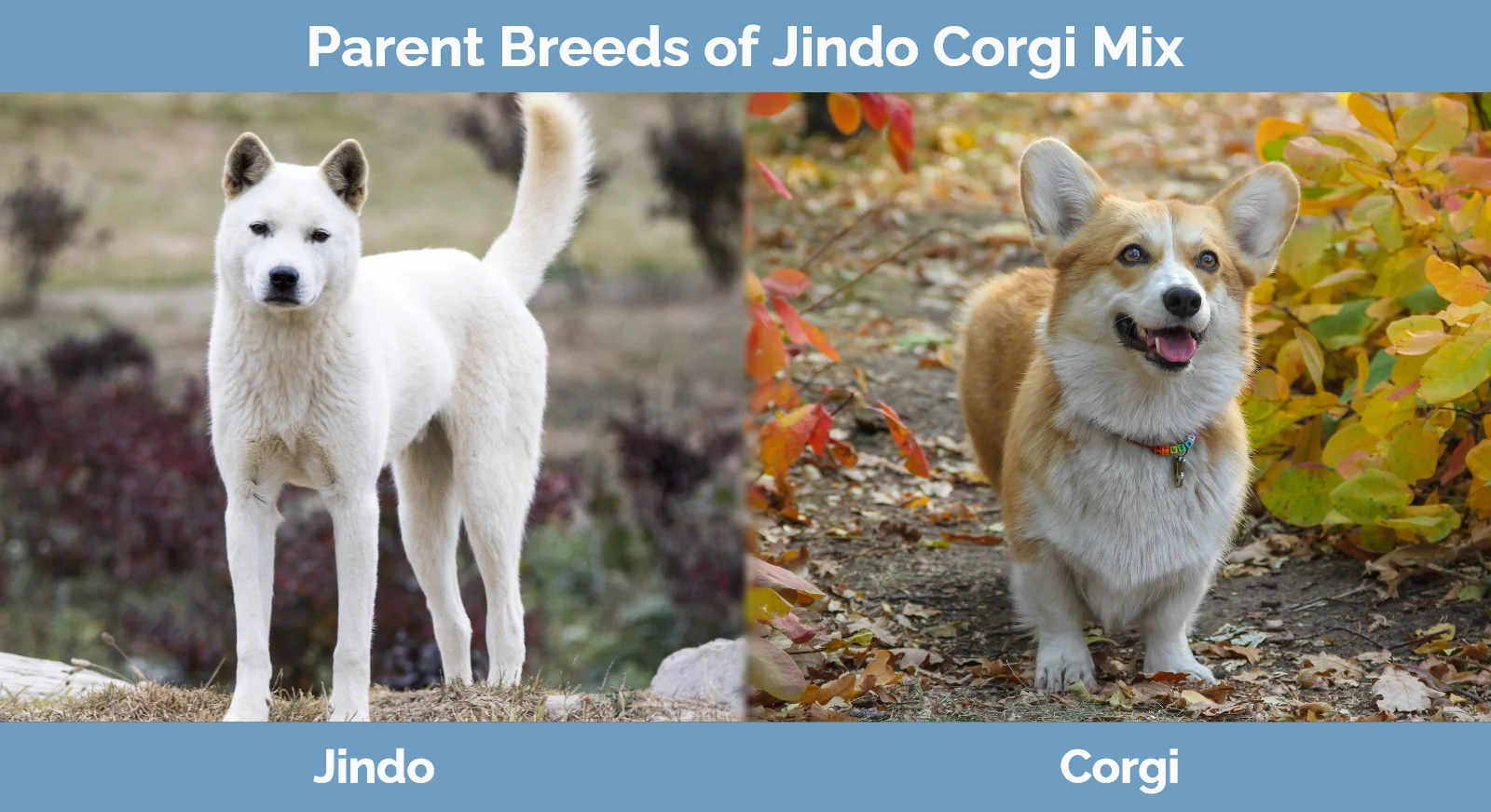 Jindo Corgi Mix: Info, Pictures, Characteristics & Facts | Hepper