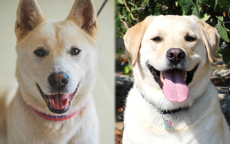 Jindo sales retriever mix