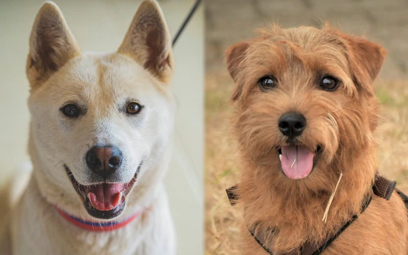 Parent breeds of Jindo Terrier Mix - Featured Image
