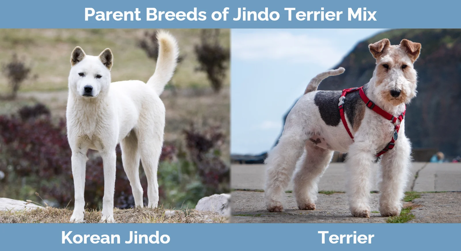 Parent breeds of Jindo Terrier Mix