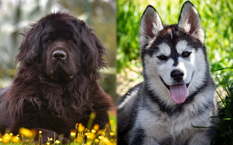 Parent breeds of Newfoundland Husky Mix - Featured Image