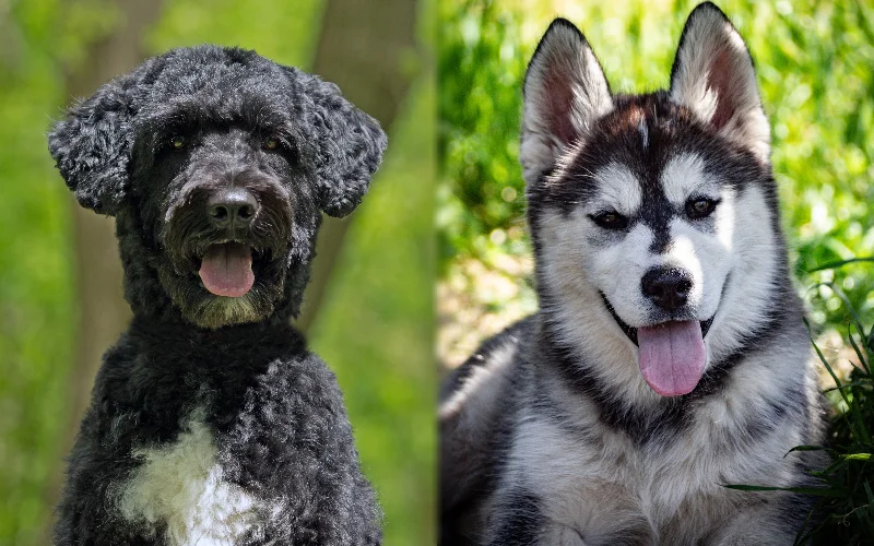 Parent breeds of Portuguese Water Dog Husky Mix - Featured Image