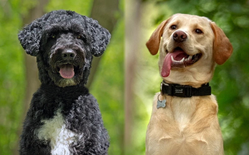 Parent breeds of Portuguese Water Dog Labrador Mix